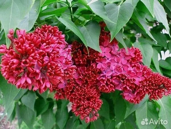 Саженцы сирени Красная Москва, Аукубафолия и др