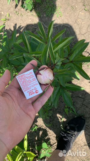 Корни пионов