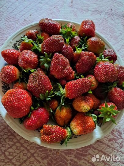 Рассада клубники