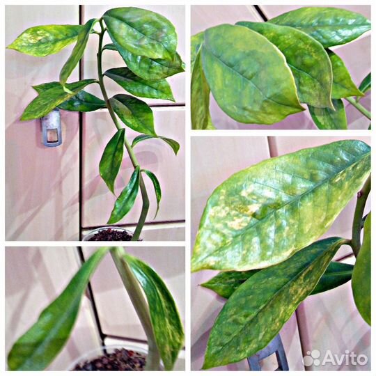 Продам шикарные вариегатные замиокулькасы