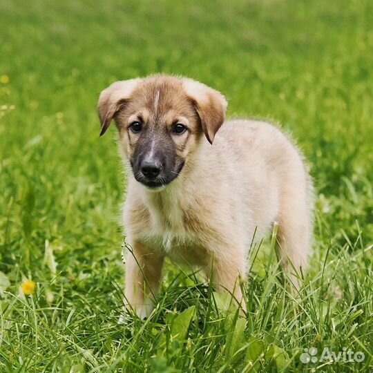 Щенок в добрые руки бесплатно