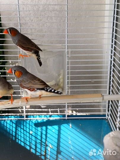 Зебровые амадины