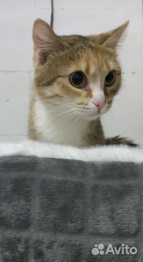 Кошка в добрые руки