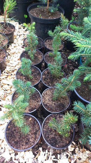 Саженцы ель голубая Misty Blue