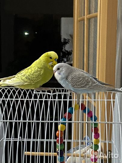 Чех и волнистик