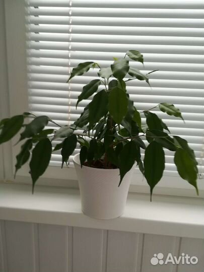 Фикус бенджамина