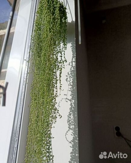 Крестовник роули