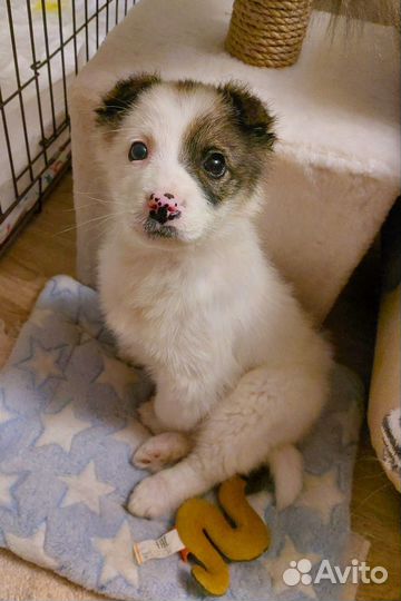 Щенок в добрые руки