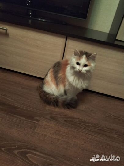 Молоденькие кошечки