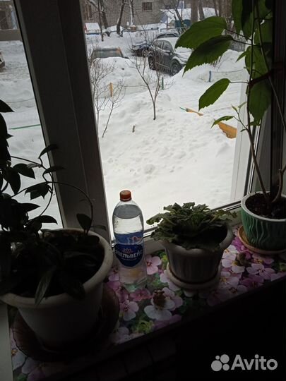 Продам цветы комнатные