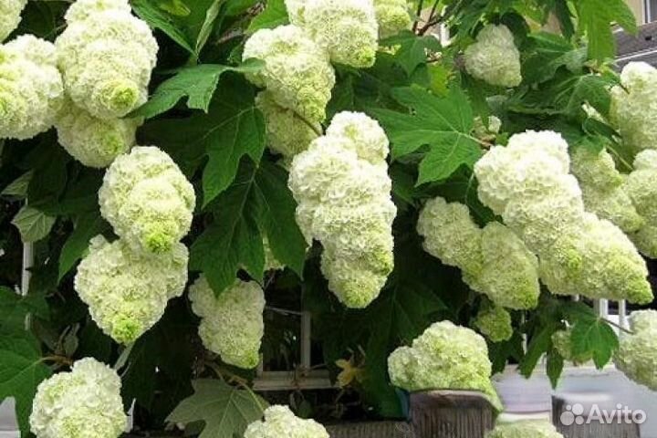 Дуболистные, Черешковые, Вьющиеся Гортензии