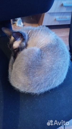 Отдам кота породы Сфинкс Браш