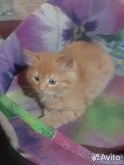 Персидская