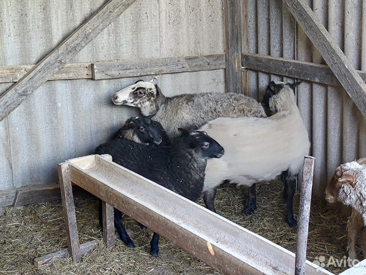 Овцы бараны ягнята