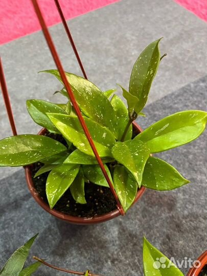 Комнатные растения - хойа, пеларгония, декабрист