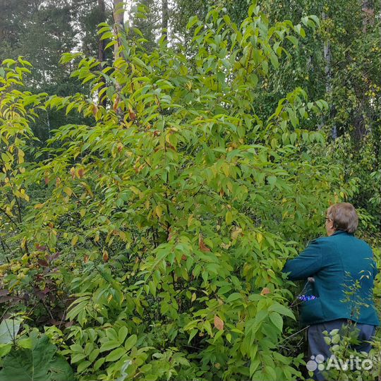 Черемуха Маака