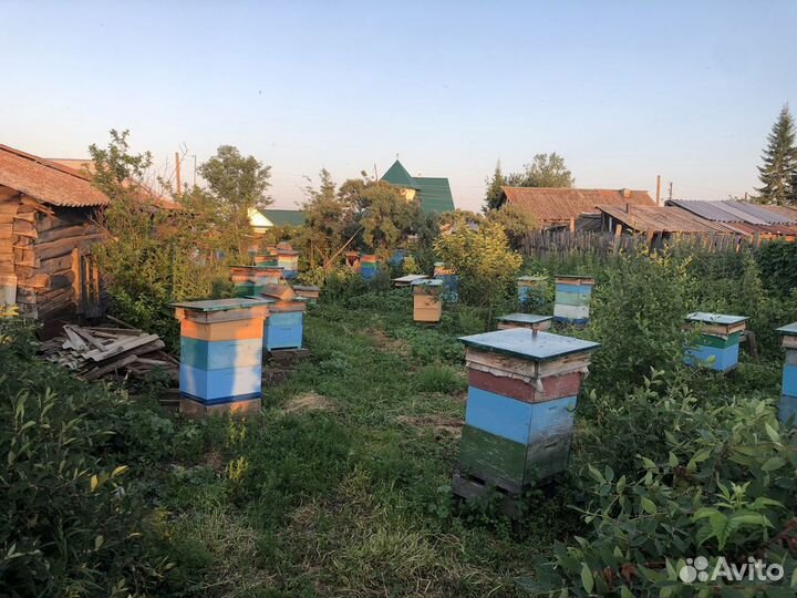 Продам пчел (пасеку)
