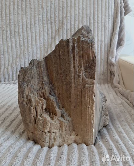 Окаменелое дерево