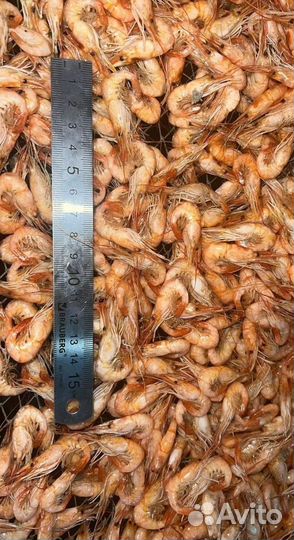 Азовская креветка. Свежий вылов