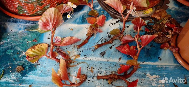 Комнатные растения