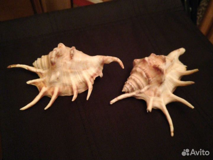 Ракушки натуральные с моря