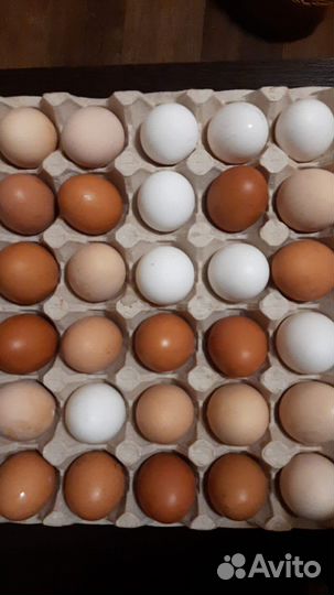 Домашние куриные яйца