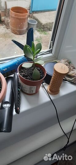 Денежное дерево (Толстянка)