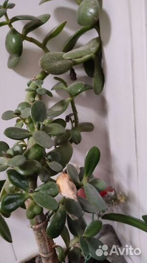 Разные Комнатное растение