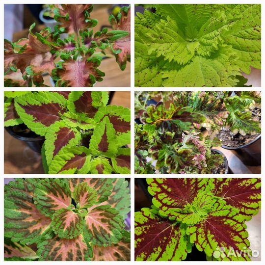 Колеусы вегетативные сортовые