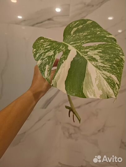 Монстера Альба