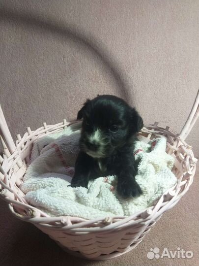 Кутята Вест-хайленд-уайт-терьер