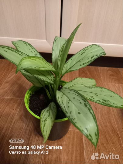 Аглаонема - 