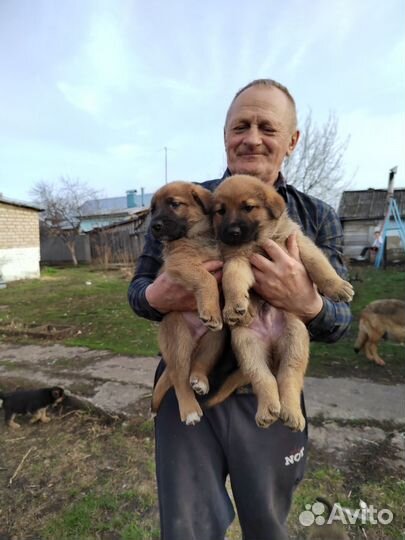 Щенки от немецкой овчарки