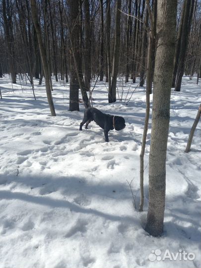 Выгулять собаку