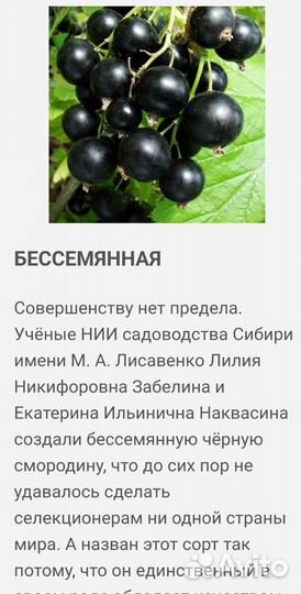 Саженцы смородины