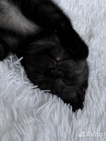 Отдам котенка в добрые руки