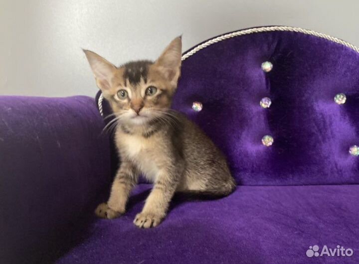 Абиссинский чаузи Радик