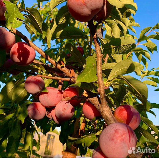 Плодовые деревья и саженцы