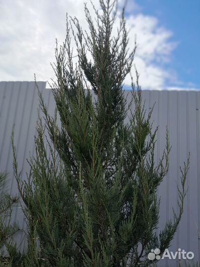 Кипарис,высота 2.30см