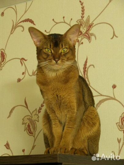 Вязка с абиссинским котом - чемпионом