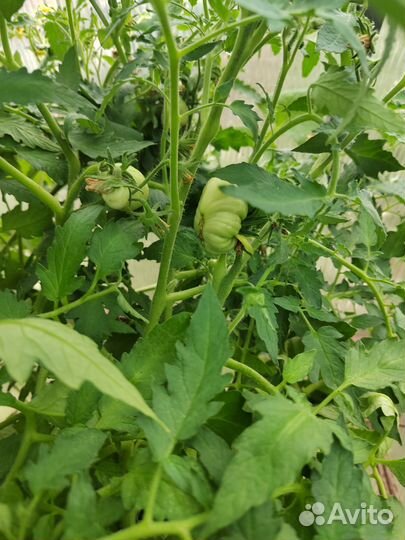 Рассада помидор