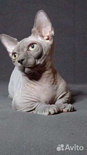 Бамбино. Канадский сфинкс