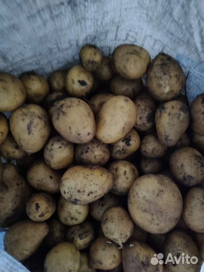 Продам картофель мелкий, на корм скоту