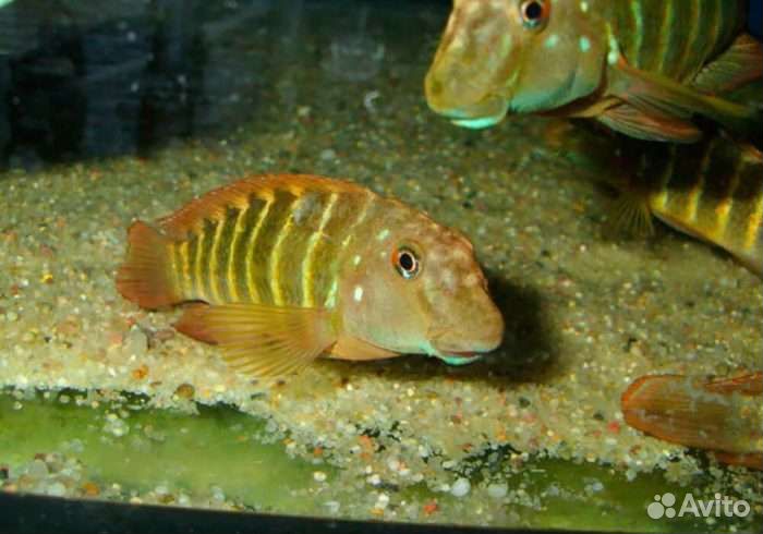 Цихлиды оз.Танганьика