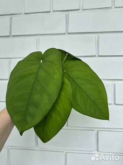 Сингониум чиапенсе