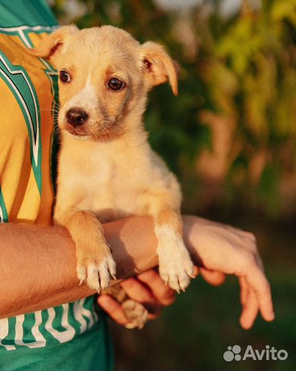 Щенок в добрые руки