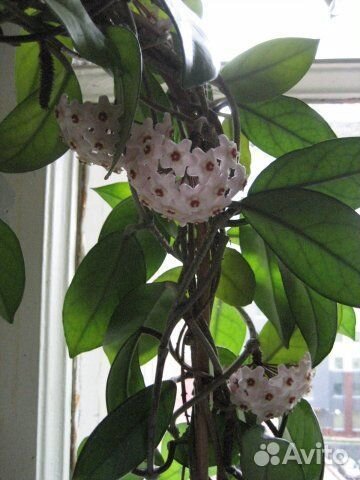 Хойя черенки