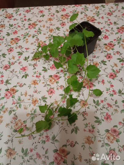 Продам лофоспермум белый и красный