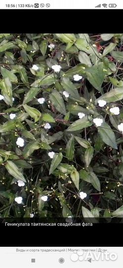 Геникулата таитянская, свадебная фата