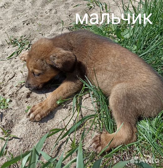 Щенки в добрые руки